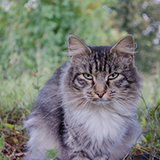 Аватара пользователя